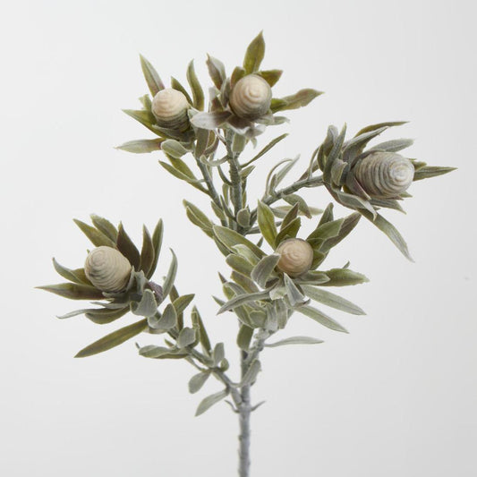 Protea Spray 77cm Cream