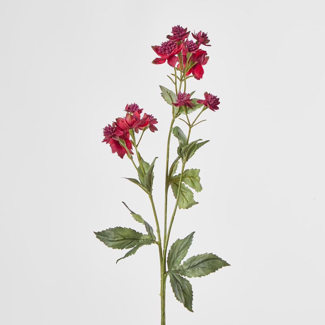 Astrantia Spray Red