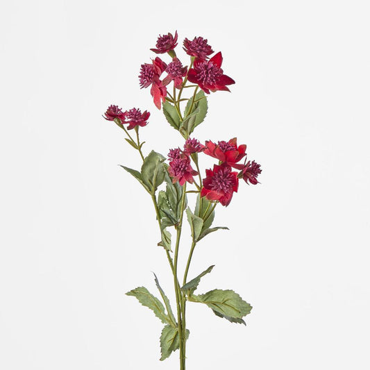 Astrantia Spray Red