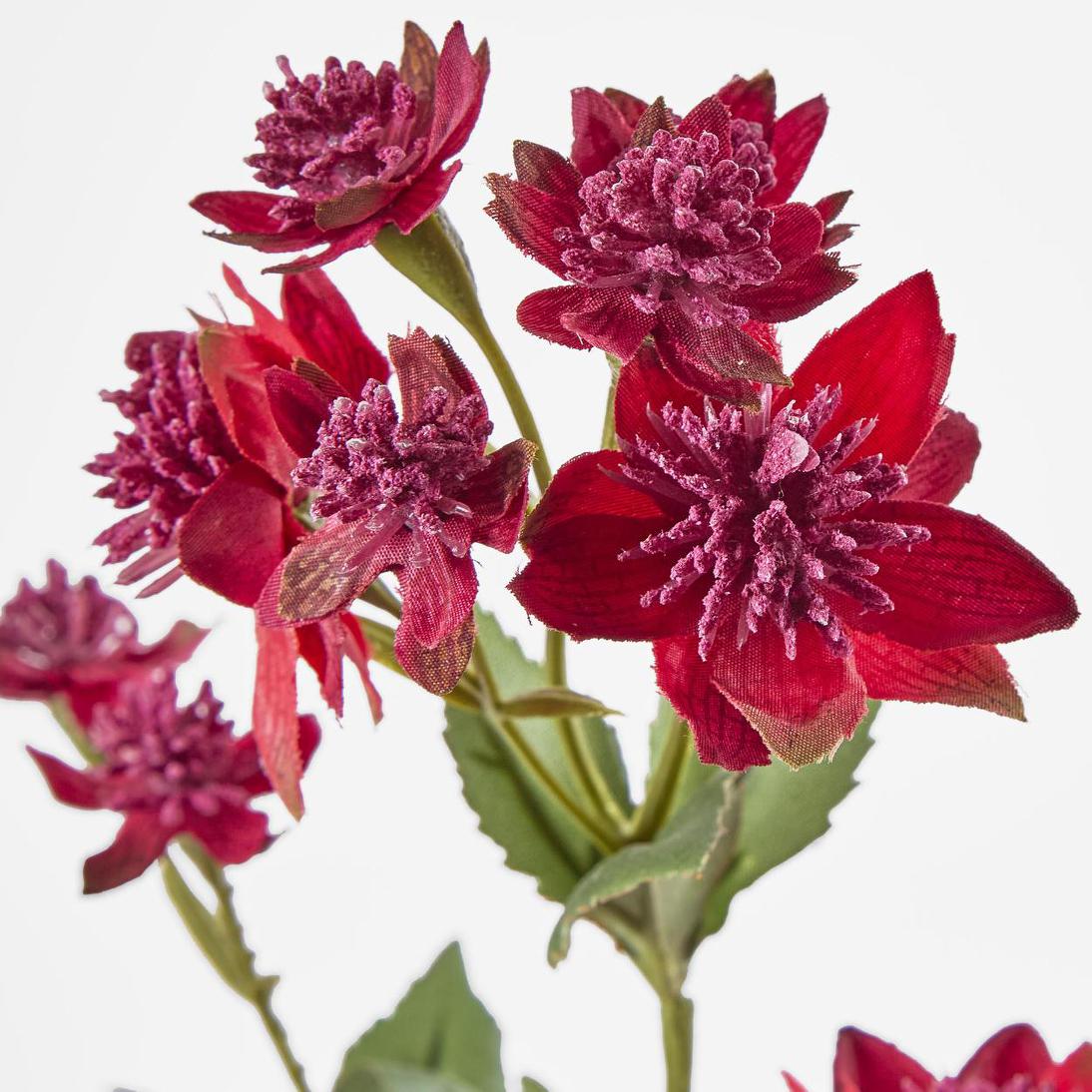 Astrantia Spray Red