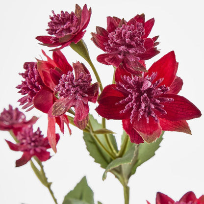 Astrantia Spray Red