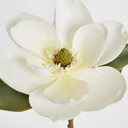 Magnolia Stem 74cm White