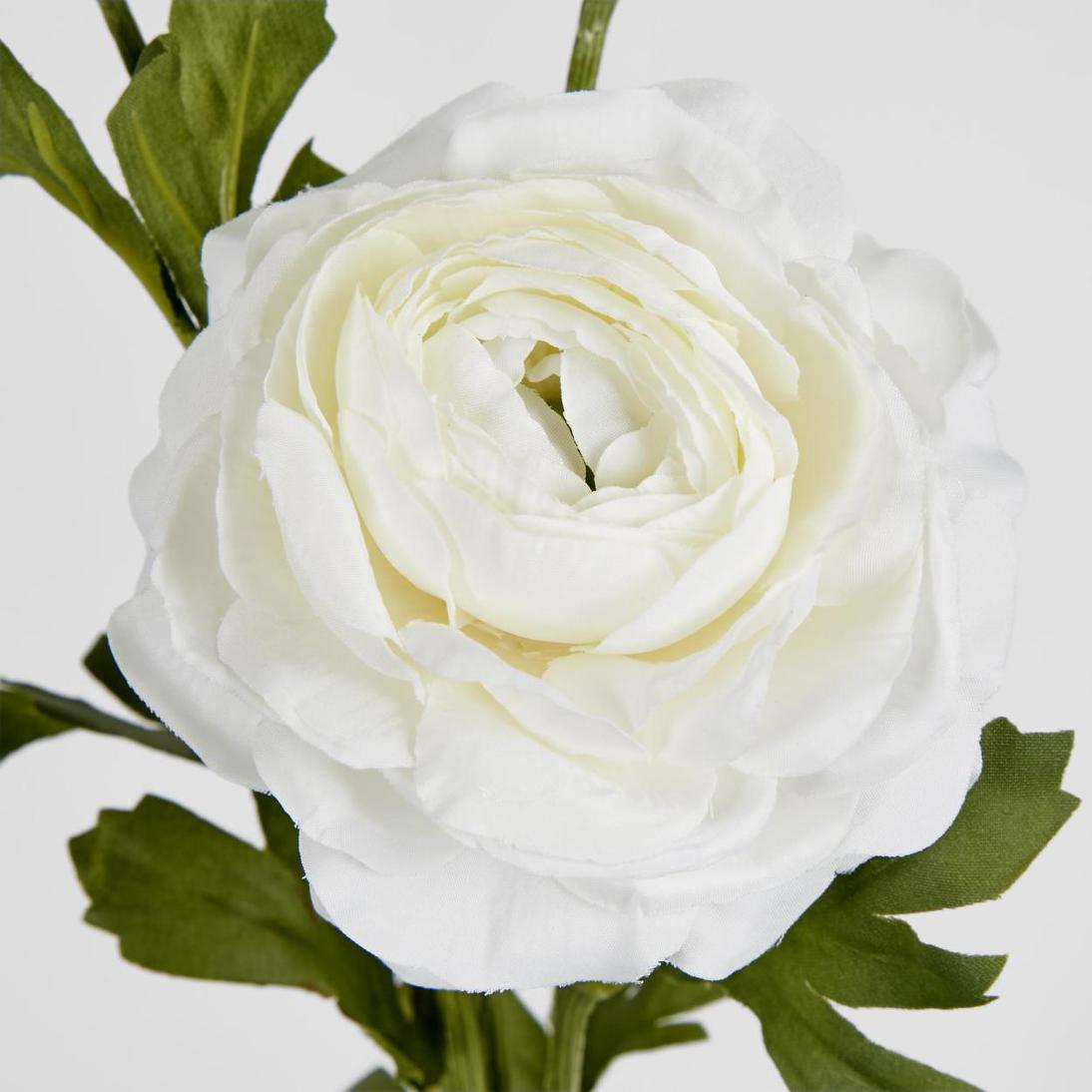 Ranunculus Spray x 3 White