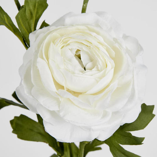 Ranunculus Spray x 3 White