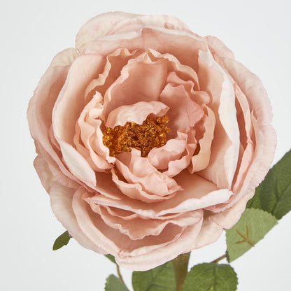 Cabbage Rose 63cm Pink