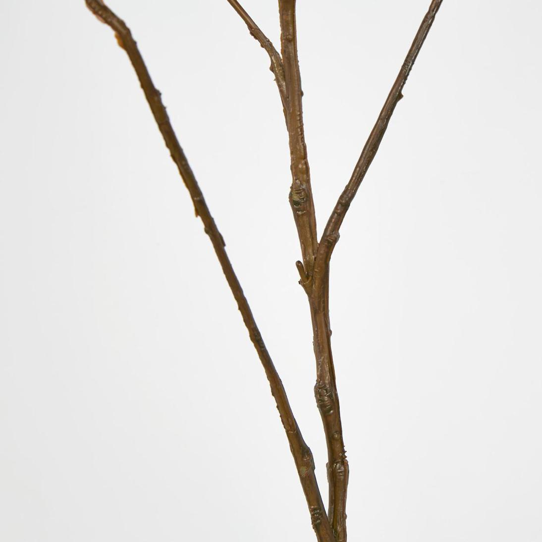 Curly Twig Brown
