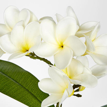 Frangipani Spray 46cm White