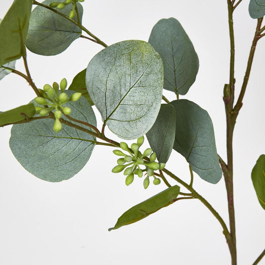 Eucalyptus with Seed 87cm Green