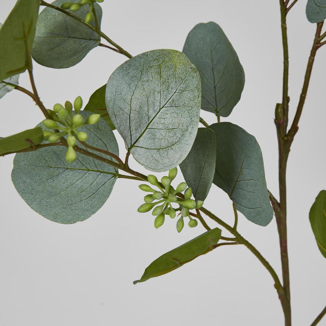 Eucalyptus with Seed 87cm Green