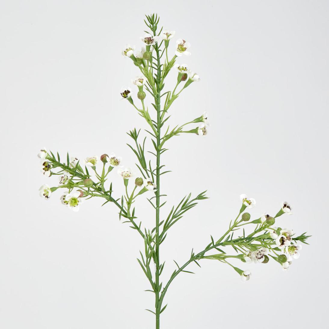 Wax Flower Cream 64cm