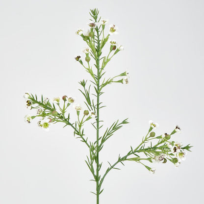Wax Flower Cream 64cm