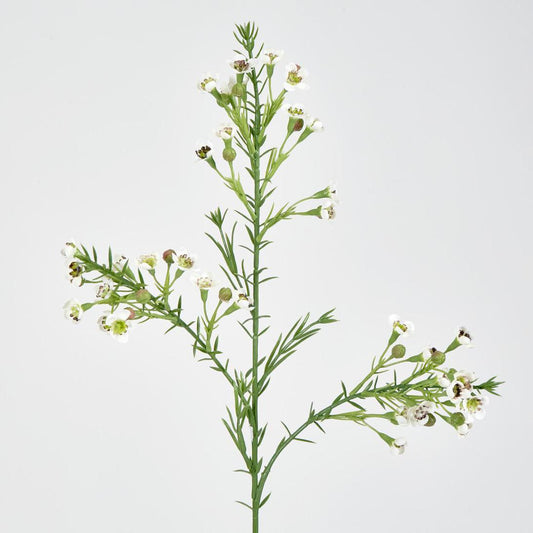 Wax Flower Cream 64cm
