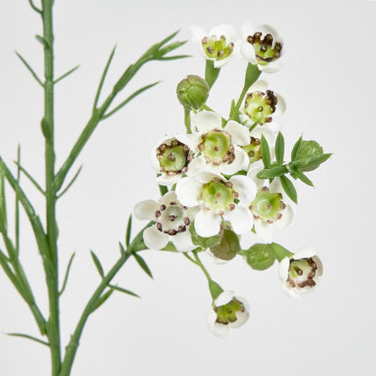 Wax Flower Cream 64cm