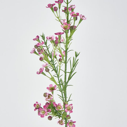 Wax Flower Dark Pink 64cm