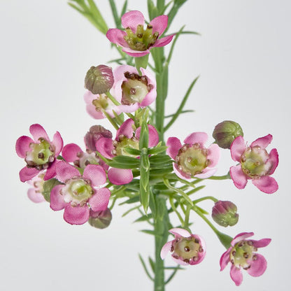 Wax Flower Dark Pink 64cm