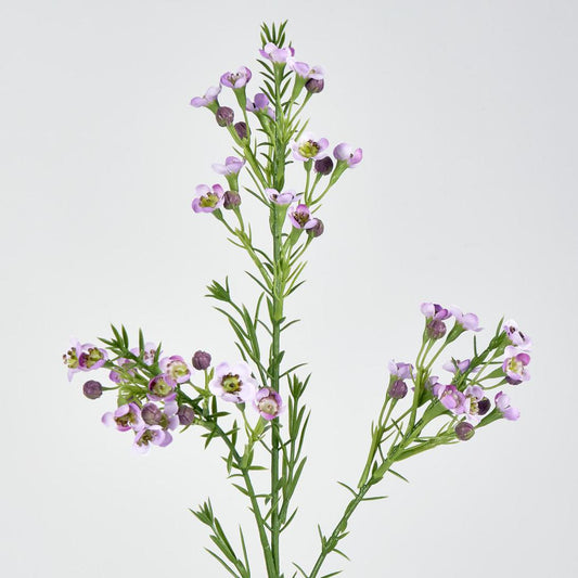 Wax Flower Lilac 64cm