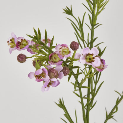 Wax Flower Lilac 64cm