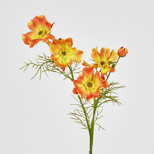Cosmos Spray 64cm Orange