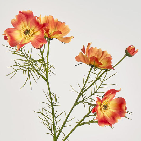 Cosmos Spray 64cm Orange