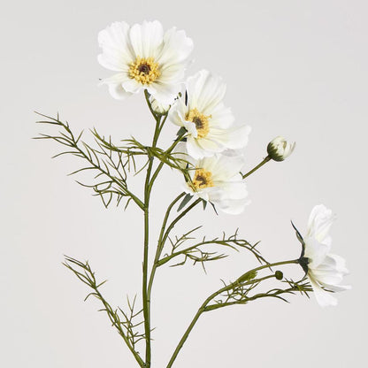 Cosmos Spray 64cm White