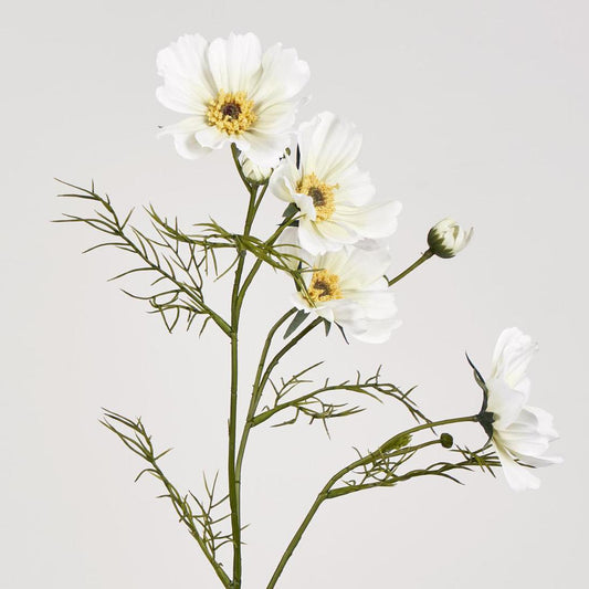 Cosmos Spray 64cm White