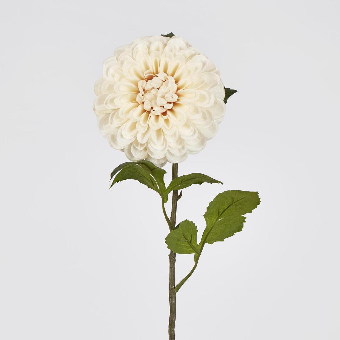 Single Ball Dahlia 74cm Cream