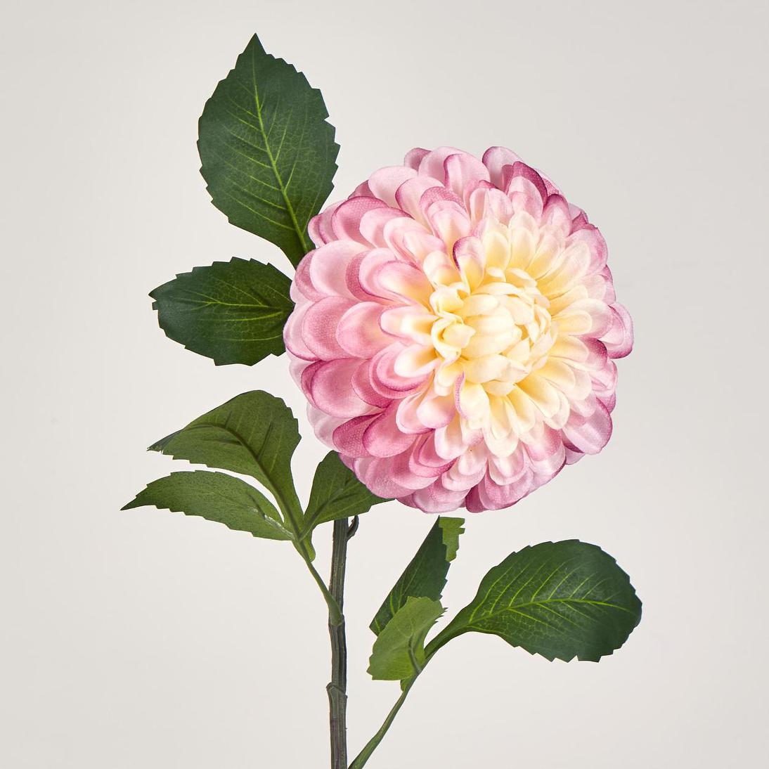 Single Ball Dahlia 74cm Yellow Pink