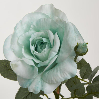Colin Rose 64cm Green