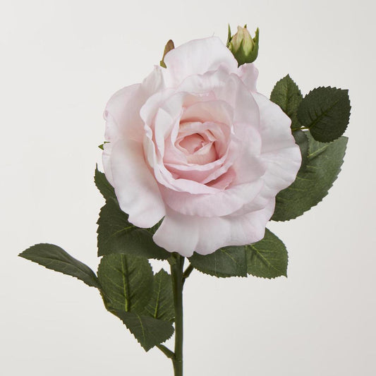 Colin Rose 64cm Pink