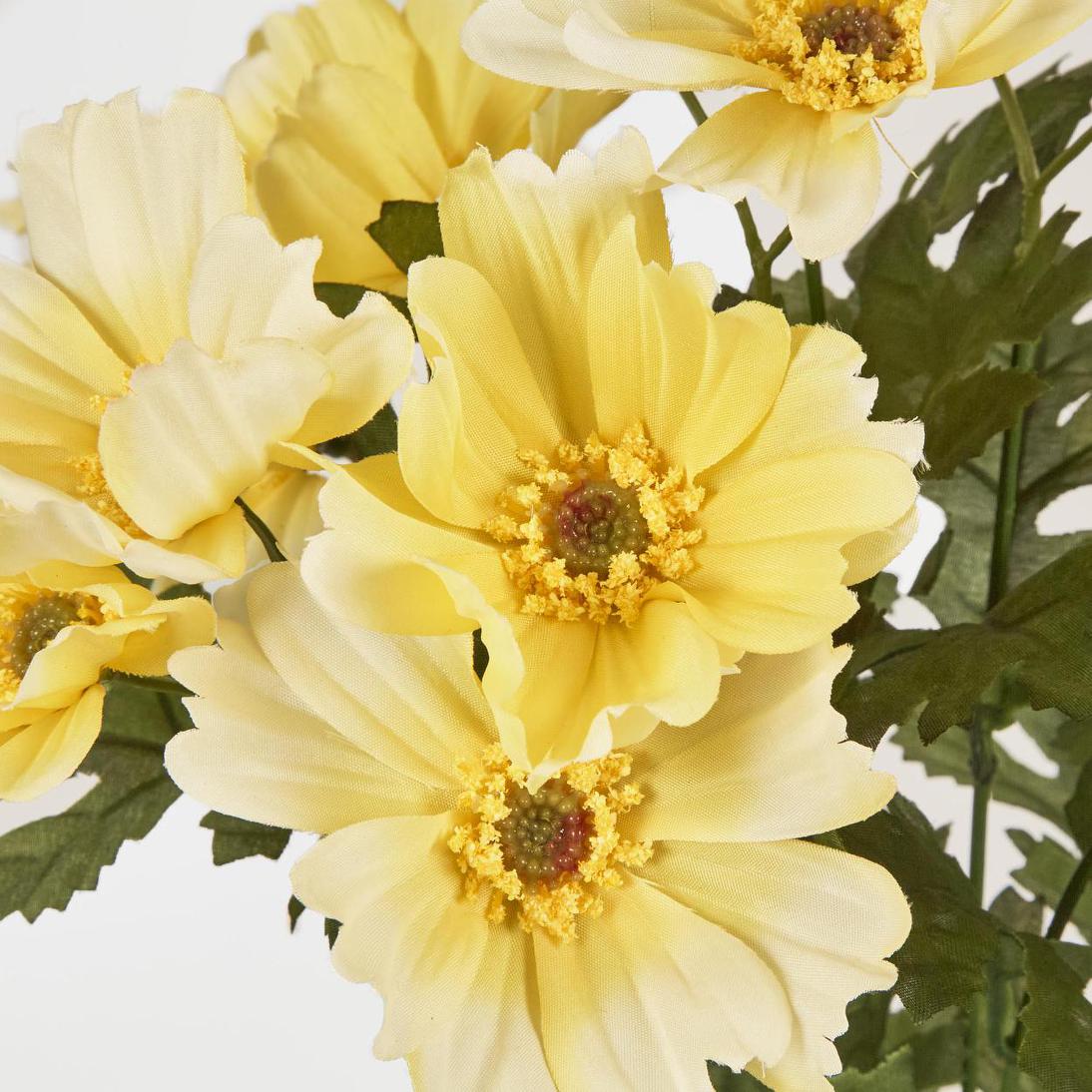 Cosmos Bush 48cm Yellow
