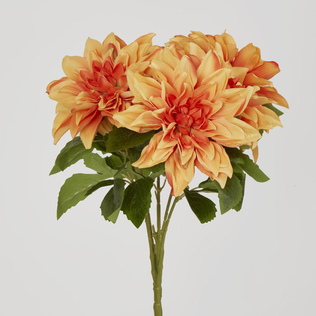 Dahlia Bush x 5 Orange