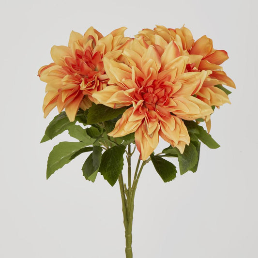 Dahlia Bush x 5 Orange
