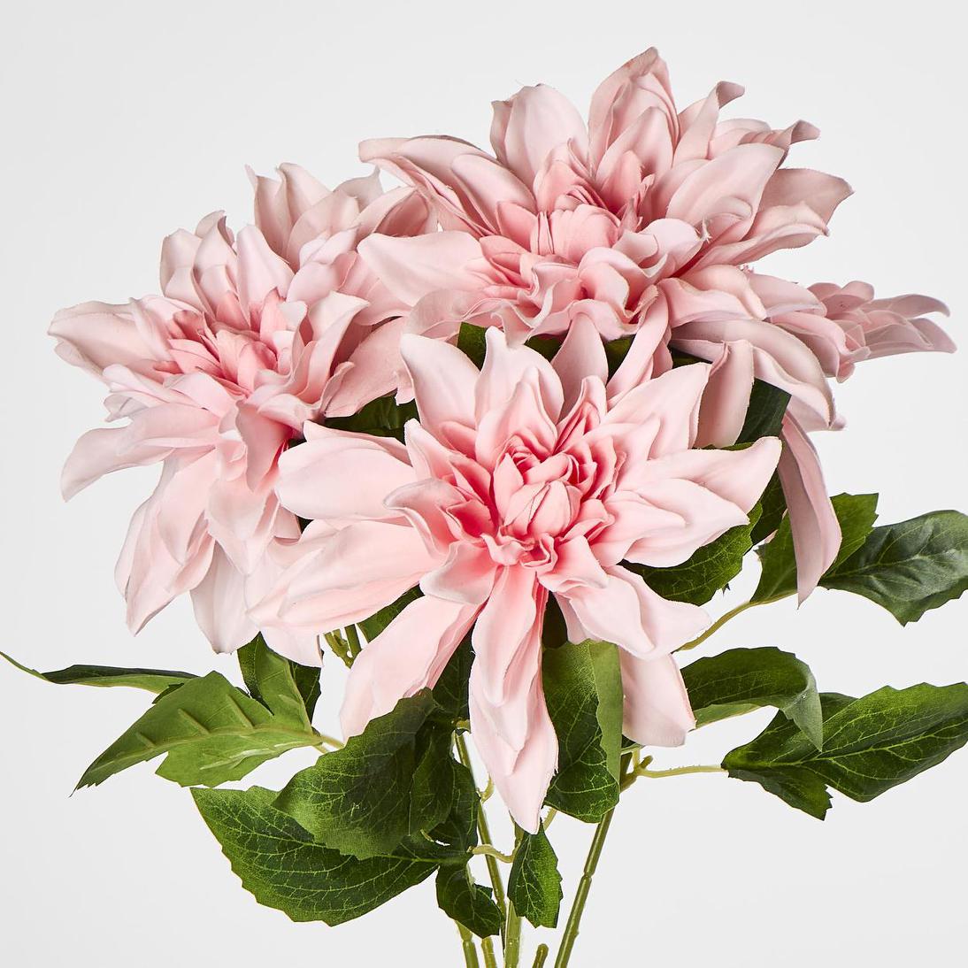 Dahlia Bush x 5 Dark Pink