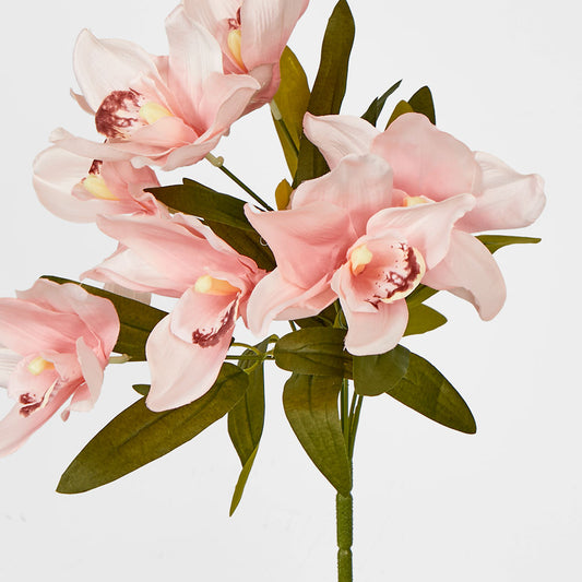Cymbidium Bush Peach Pink