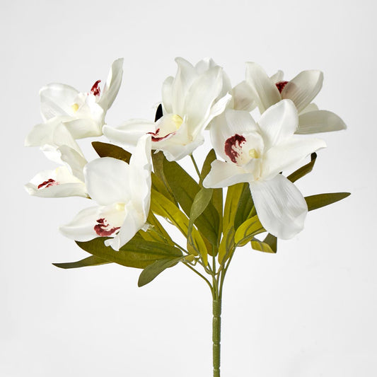 Cymbidium Bush White