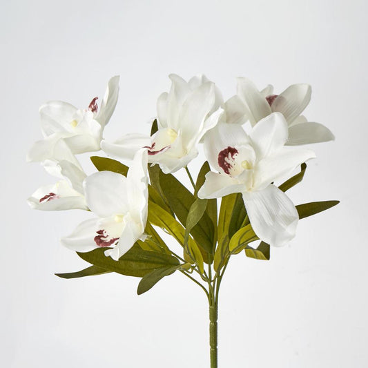 Cymbidium Bush White