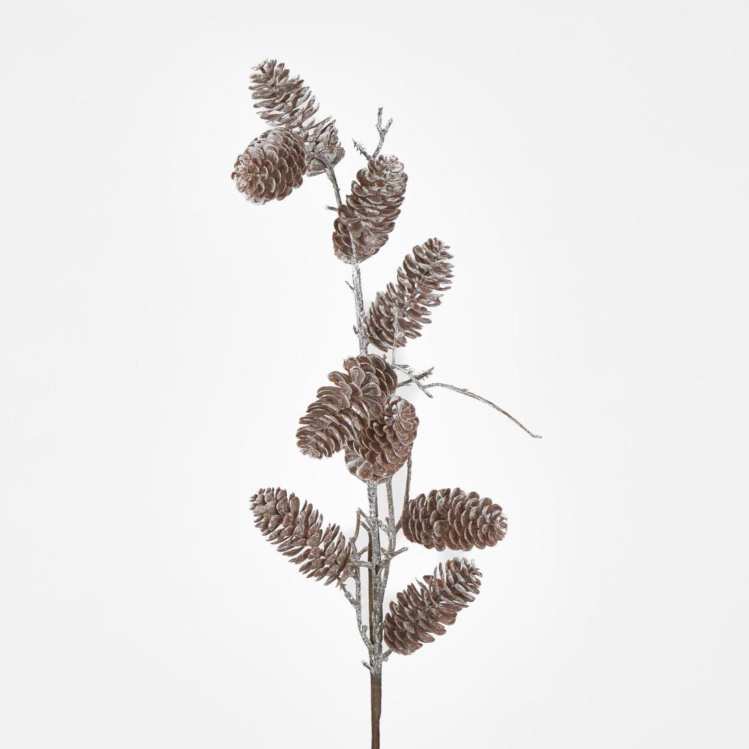 Pine Cone Branch