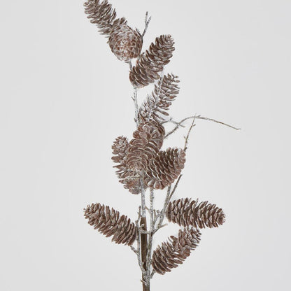 Pine Cone Branch