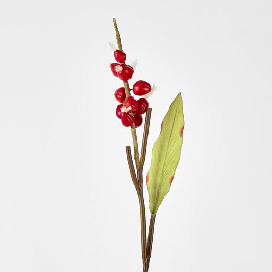Shell Ginger 70cm Red