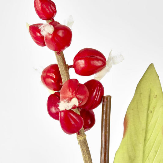 Shell Ginger 70cm Red