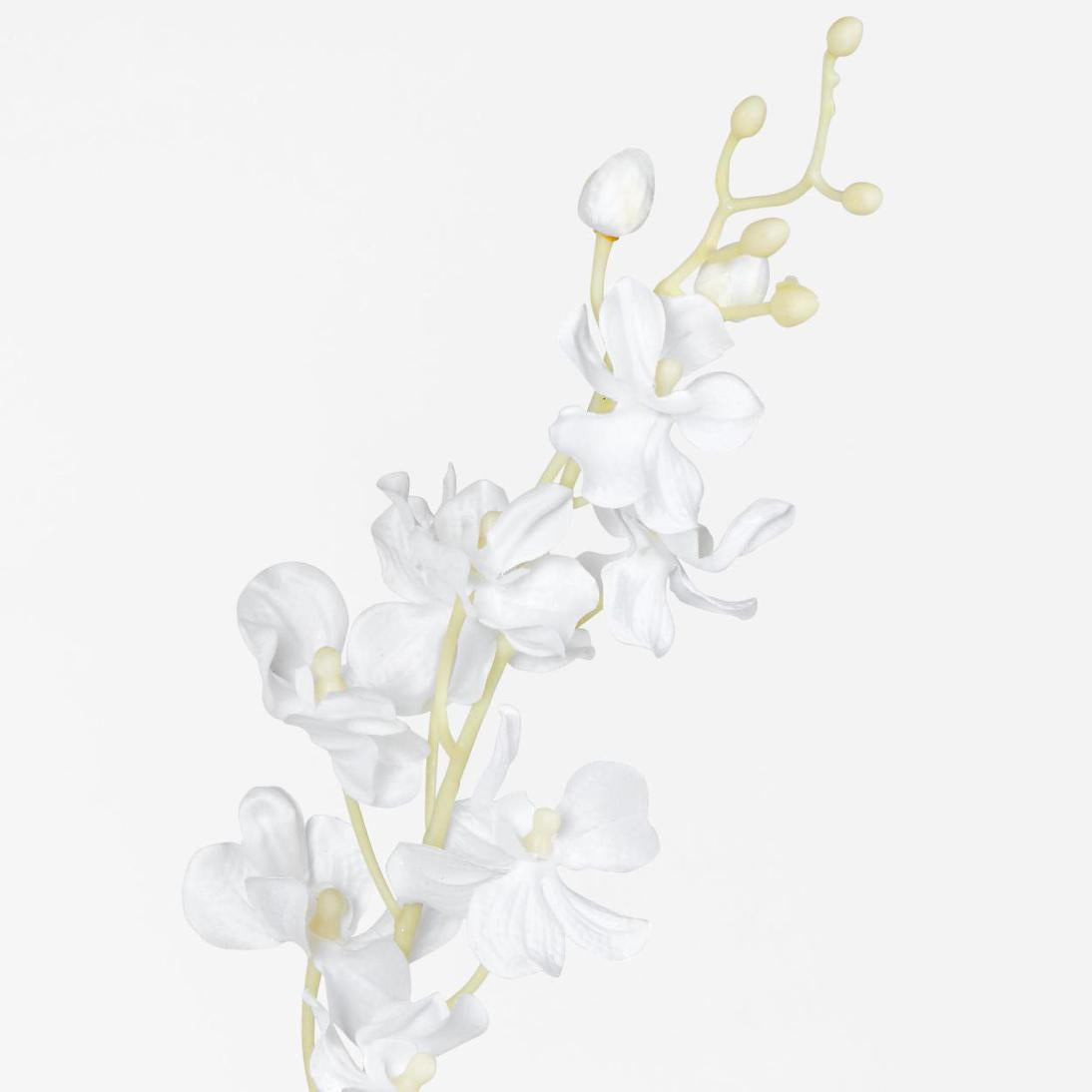 Dendrobium Orchid Spray White