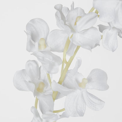 Dendrobium Orchid Spray White