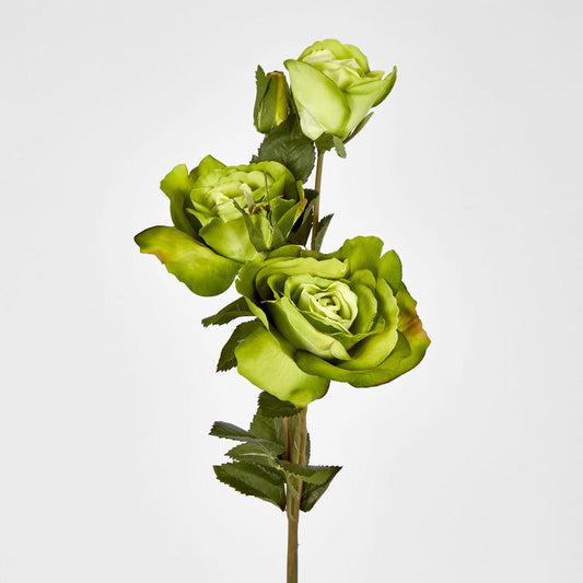 Rose Three Heads Green