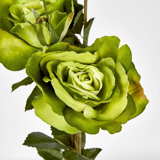 Rose Three Heads Green