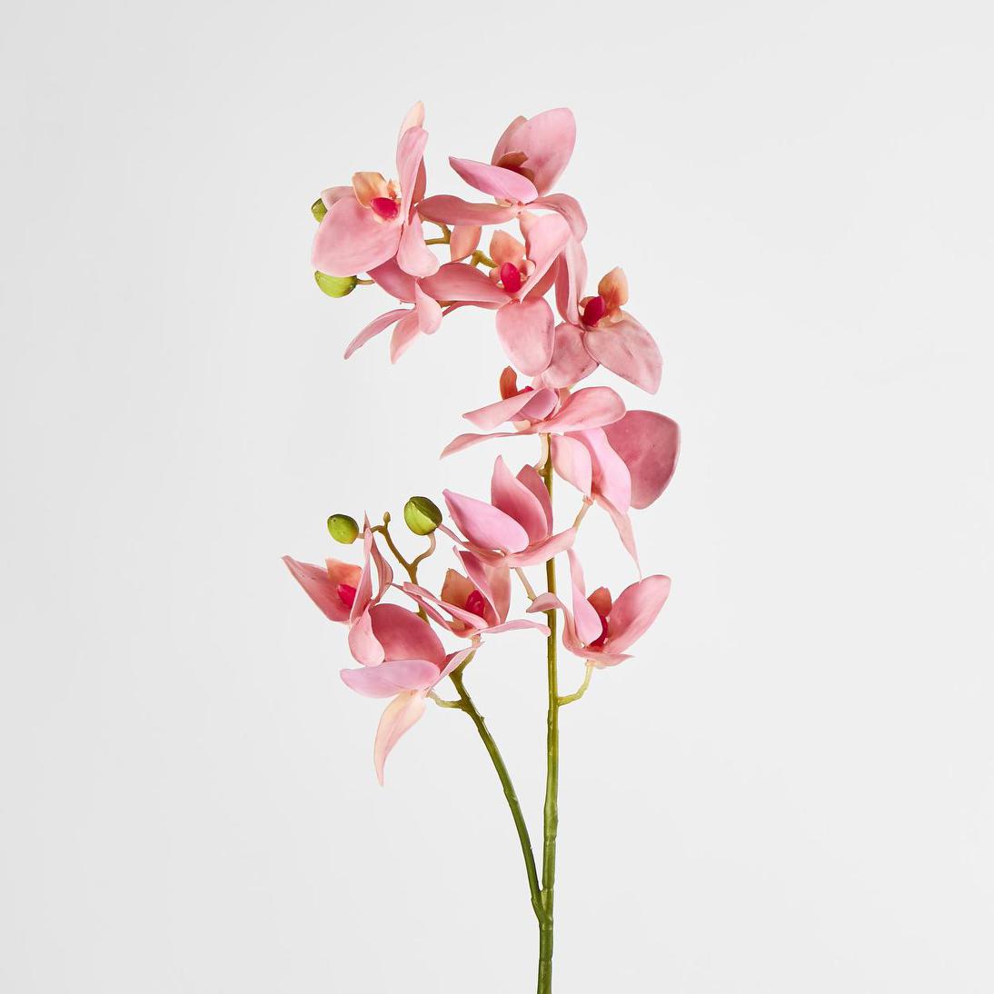 Phalaenopsis Orchid Spray Pink