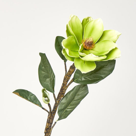 Magnolia Stem Green
