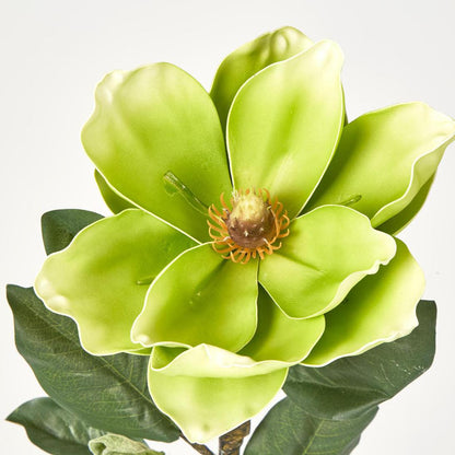 Magnolia Stem Green