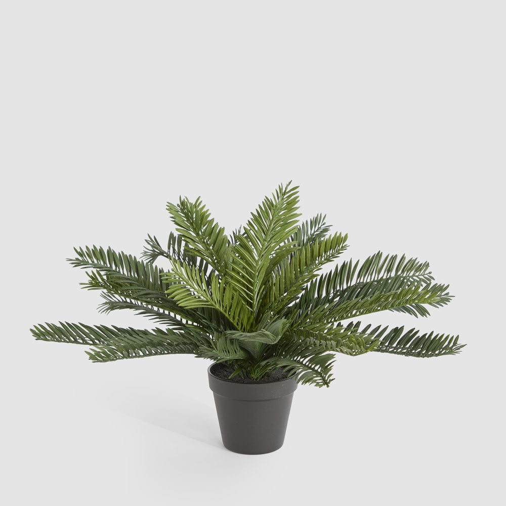 Mini Cycas Fern in Black Pot