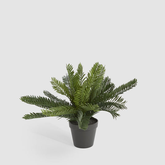 Mini Cycas Fern in Black Pot