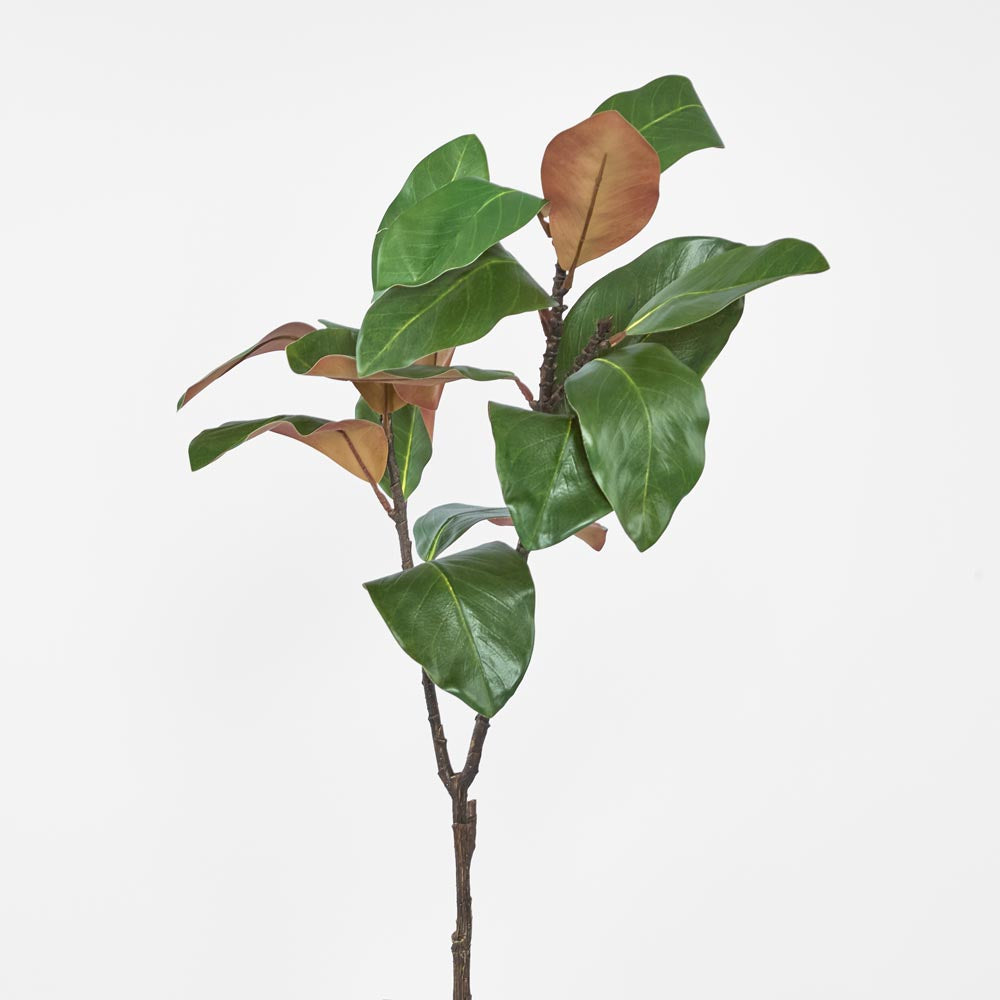 Magnolia Spray